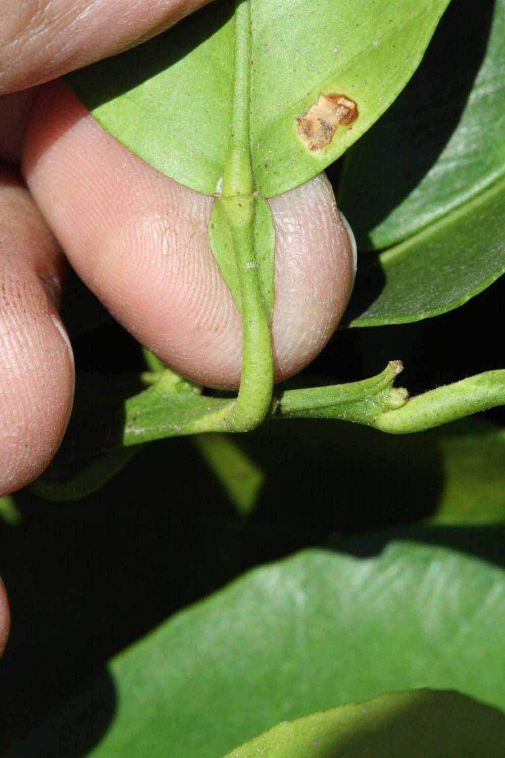              Petiole (Riverside, CA)       